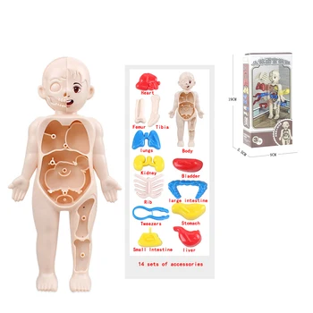 Нов набор от градивни елементи, детска научна и образователна модел-пъзел за органи на човешкото тяло, събрани със собствените си ръце медицински играчки за ранно образование